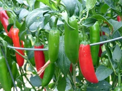 Serrano Tampiqueno Pepper peppers on plant with green to red pods on Tampa Home & Garden Store