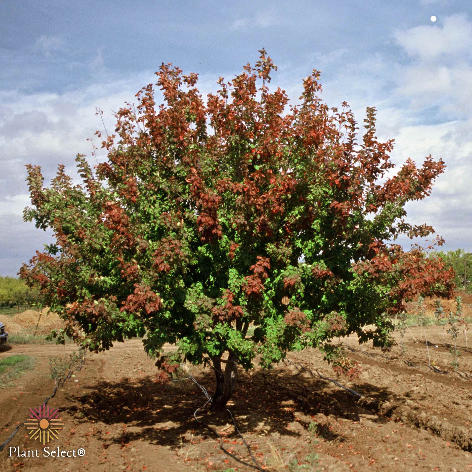 Hot Wings Tatarian Maple plant with red foliage outdoor plant by Live Good Logistics on Tampa Home & Garden Store