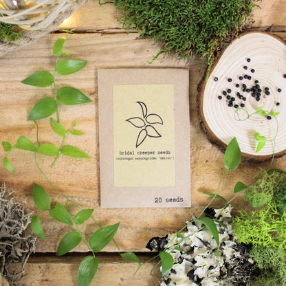 Colección de Semillas "Aventurero de Plantas de Interior"