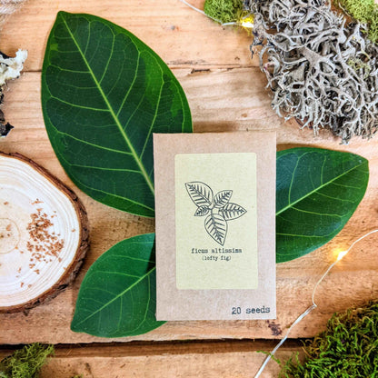 Colección de Semillas "Aventurero de Plantas de Interior"