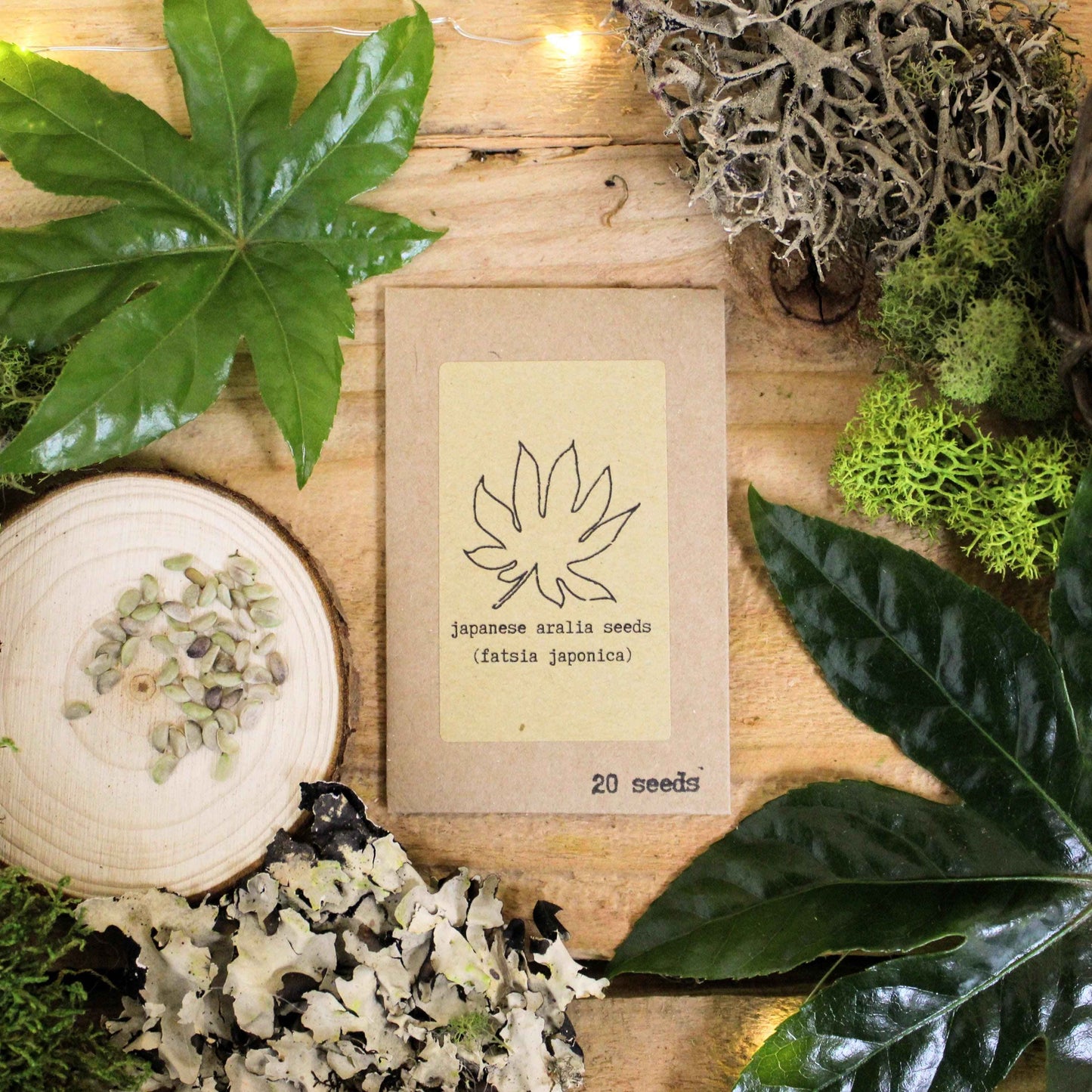 Colección de Semillas "Aventurero de Plantas de Interior"