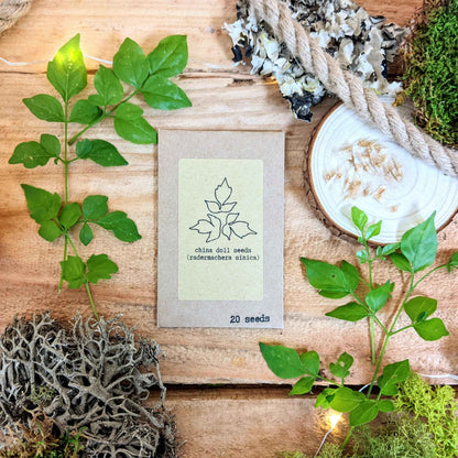 Colección de Semillas "Aventurero de Plantas de Interior"