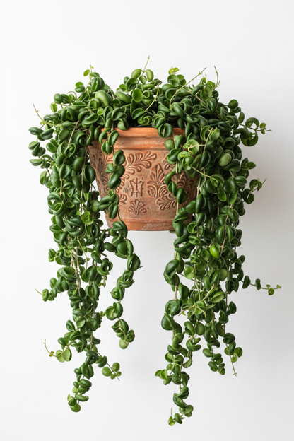 Hoya Rope Plant 4-inch potted houseplant with trailing leaves in pot Rooted Treasures Farms on Tampa Home & Garden Store