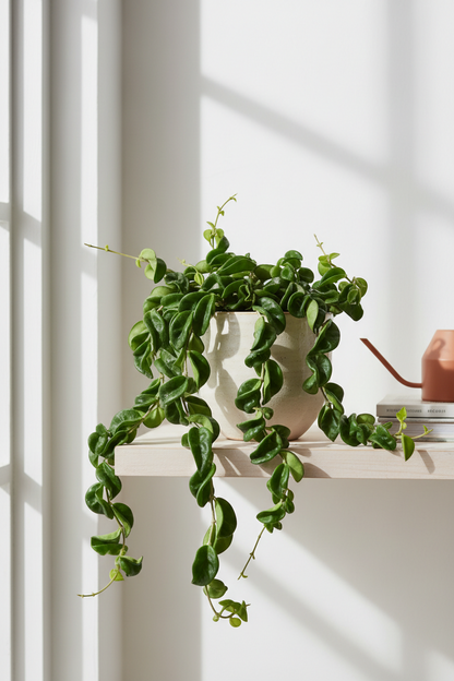 Hoya rope plant with trailing glossy green leaves in a 6in nursery pot on a wooden shelf on Tampa Home & Garden Store