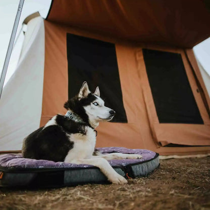 Prota Canvas Tent 10x10 by White Duck Outdoors, orange-brown interior with husky inside on Tampa Home & Garden Store
