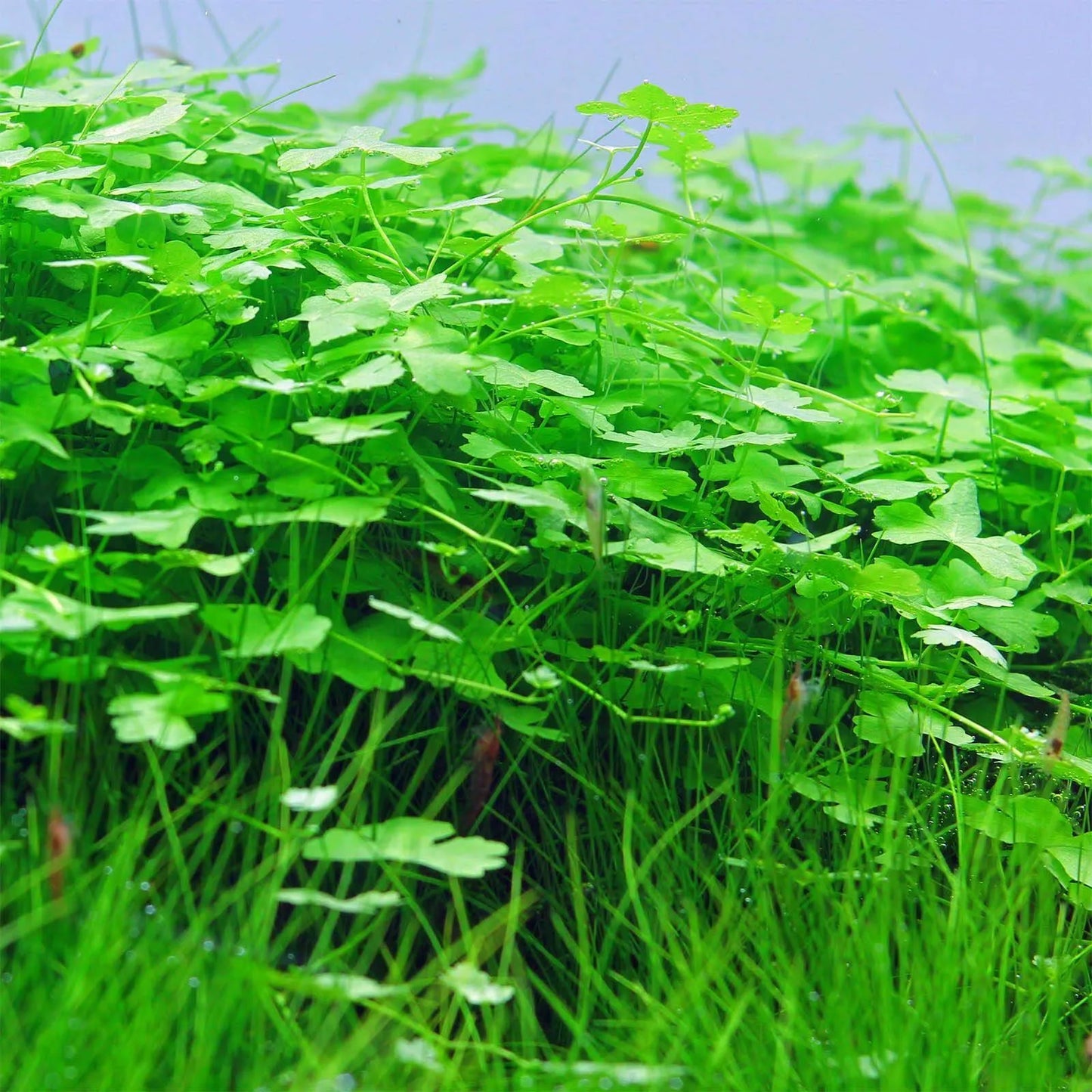 Hydrocotyle Tripartita Japan