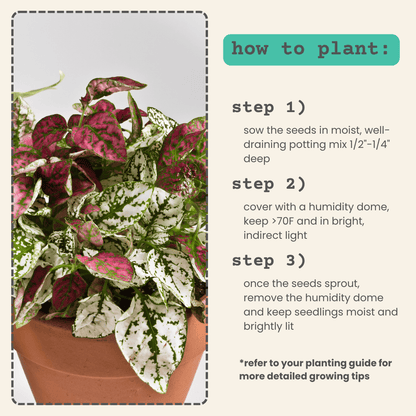 Hypoestes 'Polka Dot Plant' Seeds