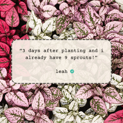 Hypoestes 'Polka Dot Plant' Seeds