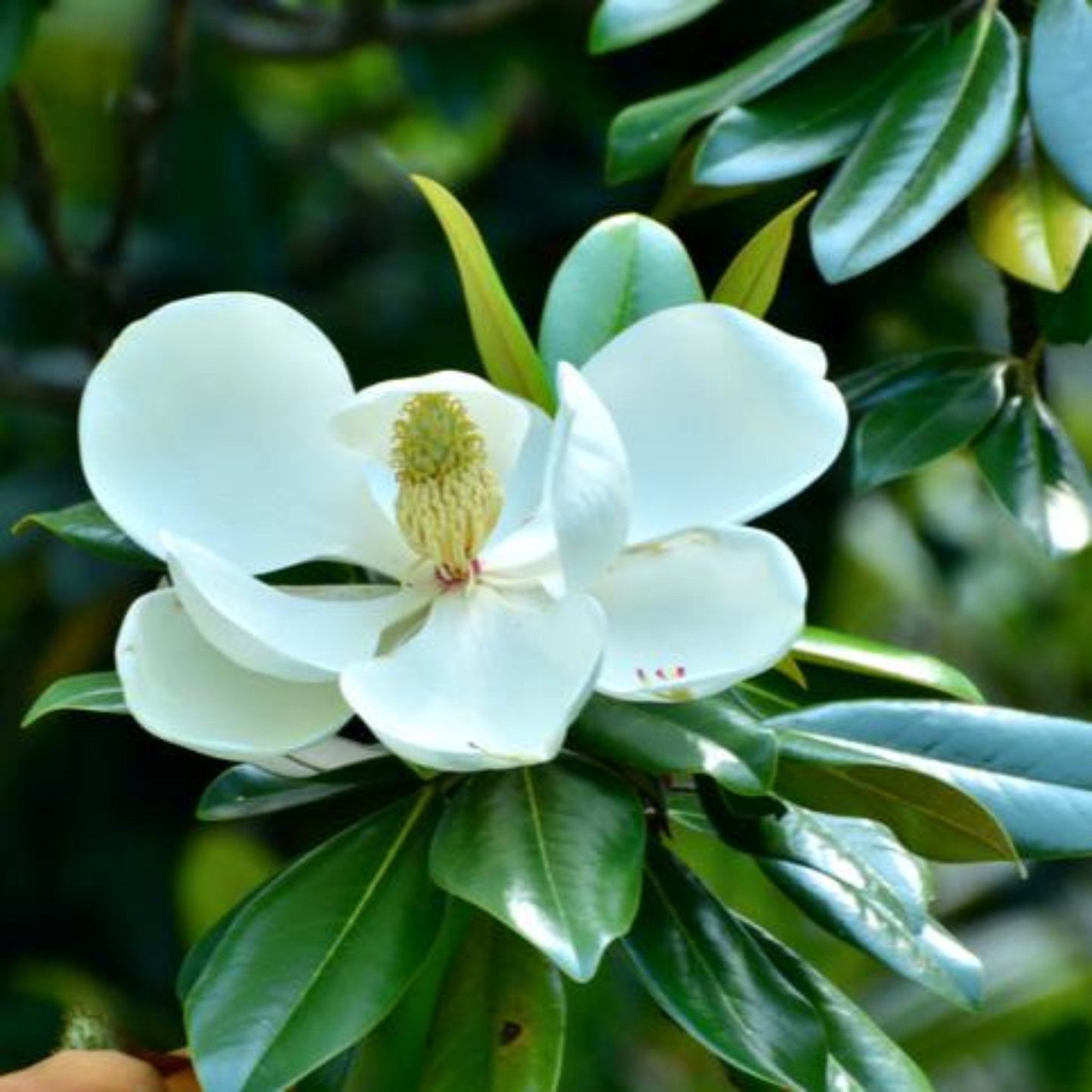 Teddy Bear Southern Magnolia plant with glossy green leaves and white bloom on Tampa Home & Garden Store