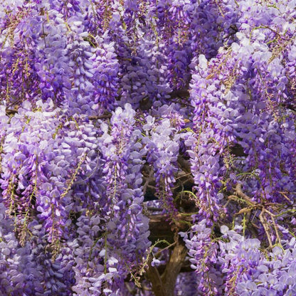 Blue Moon Wisteria plant with cascading purple blossoms, climbing vine by Live Good Logistics on Tampa Home & Garden Store