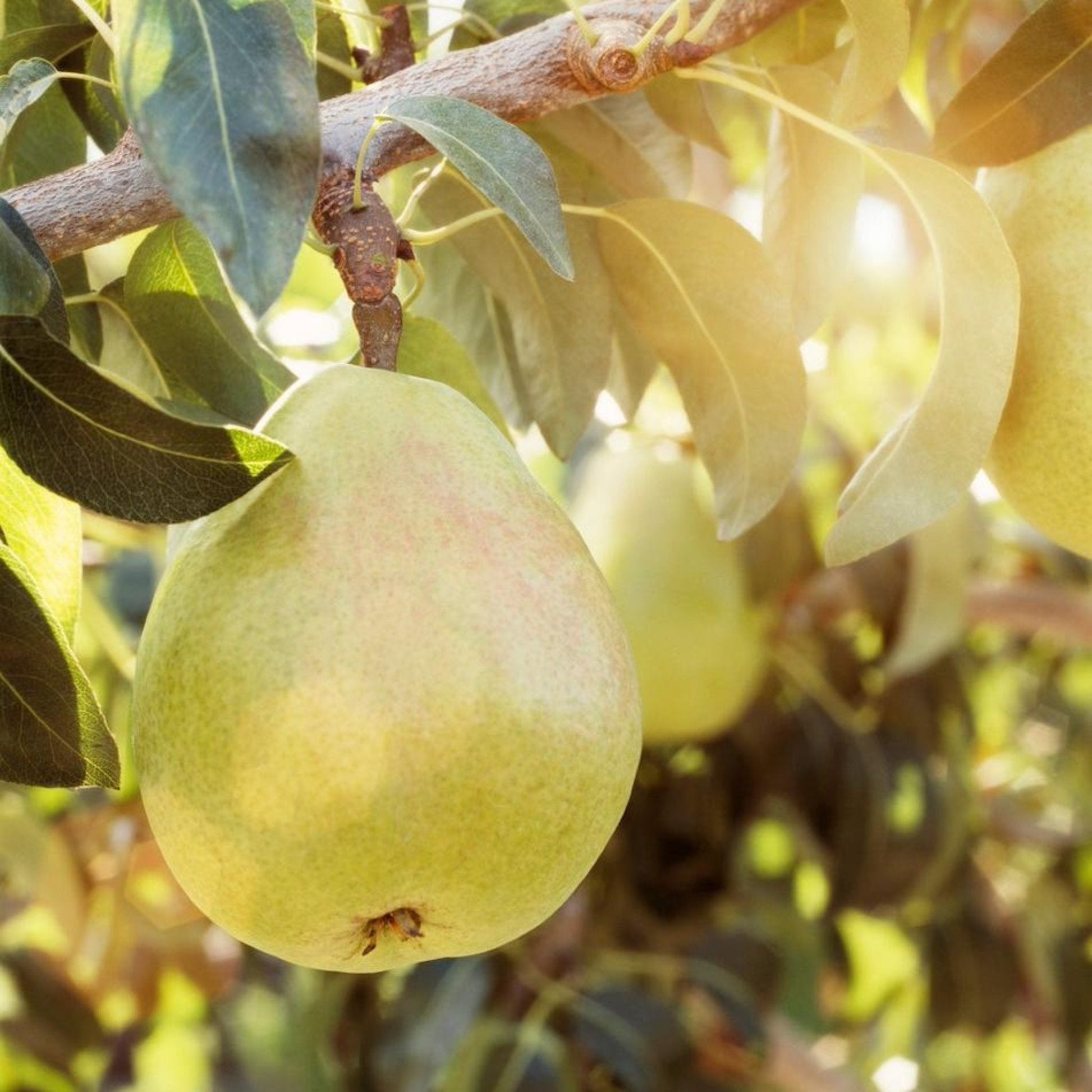 D’Anjou pear tree plant with green pears and broad leaves on a branch on Tampa Home & Garden Store