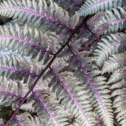 Japanese Painted Fern plant with pink stems and silvery fronds for indoor outdoor use on Tampa Home & Garden Store