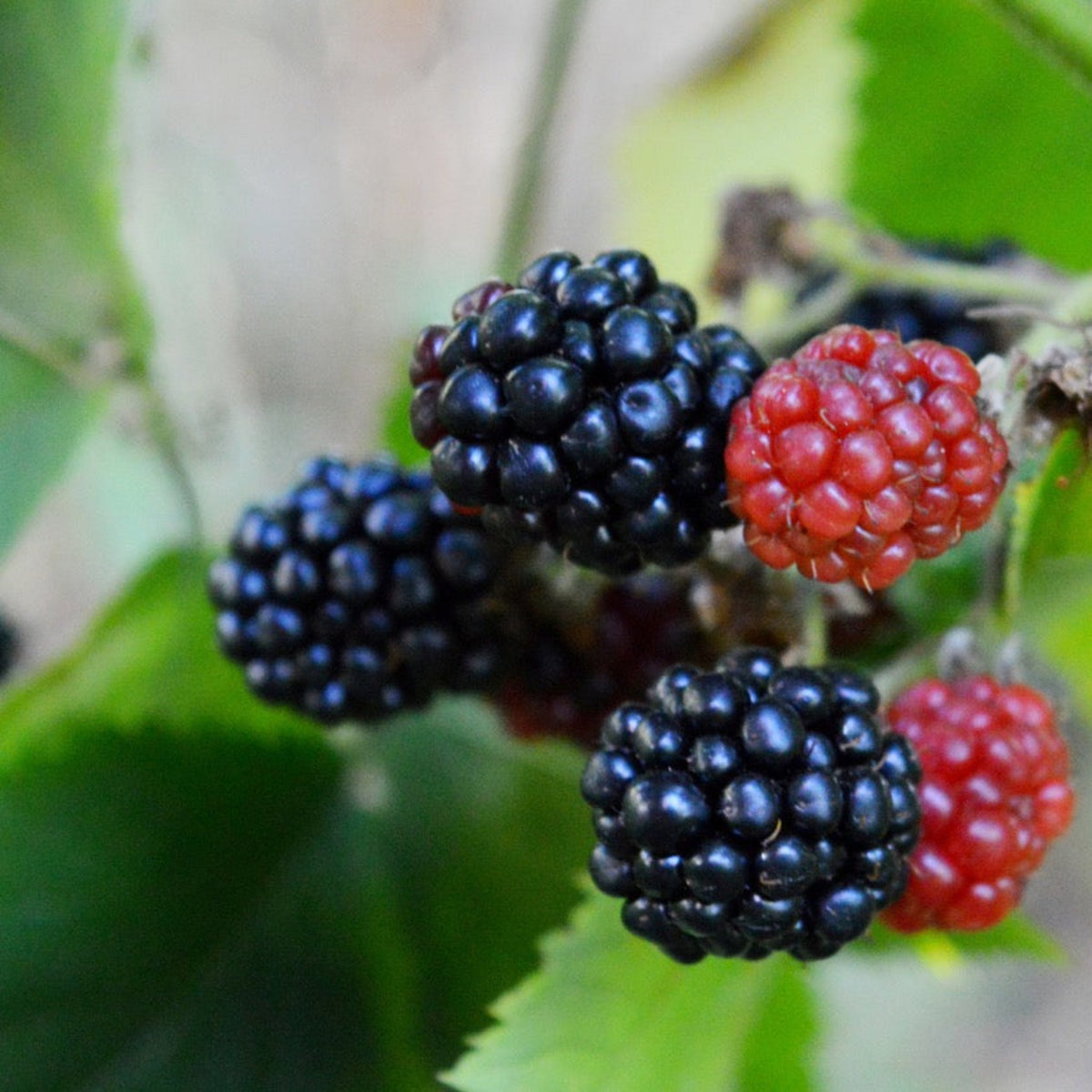 Prime-Ark® 45 Blackberry plant with dark ripe berries and red berries on green leaves on Tampa Home & Garden Store