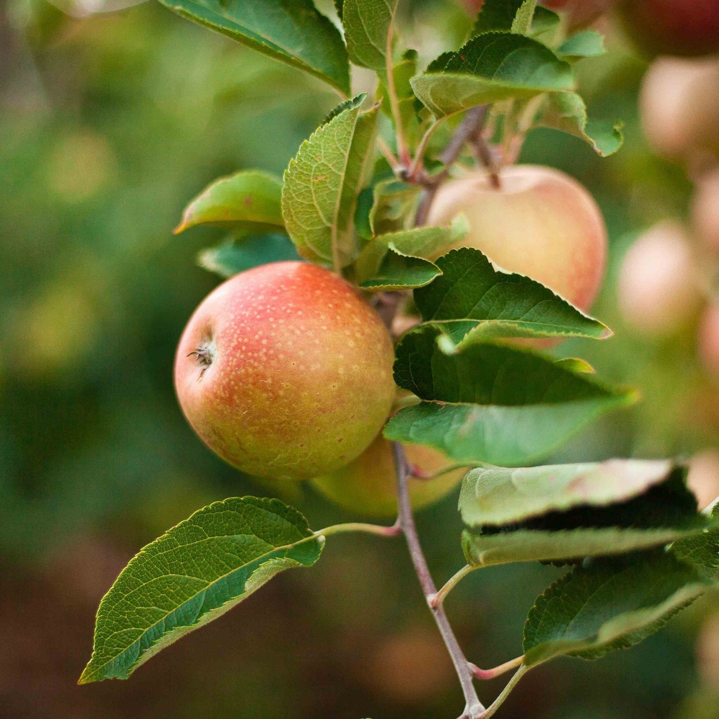3-in-1 Apple Tree plant with two ripe apples on green leaves on Tampa Home & Garden Store