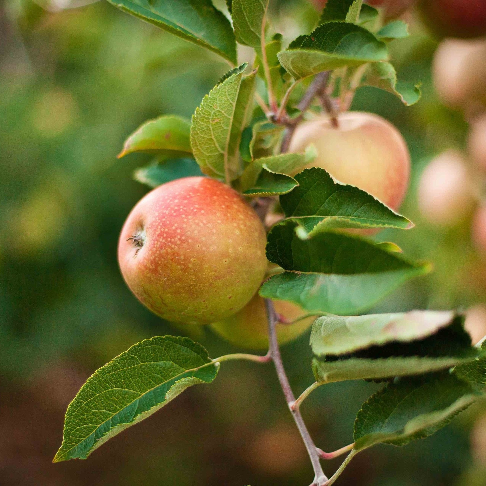 3-in-1 Apple Tree plant with two ripe apples on green leaves on Tampa Home & Garden Store