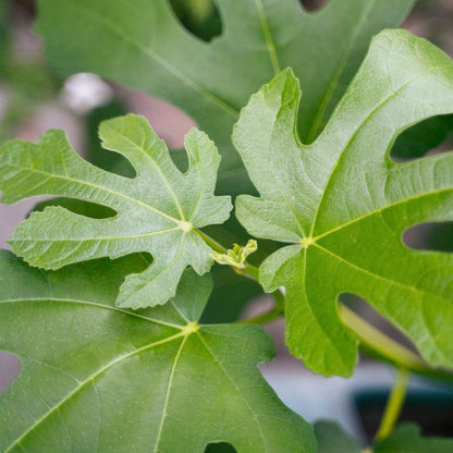 Little Miss Figgy™ plant, green lobed leaves, indoor & outdoor plant by Live Good Logistics on Tampa Home & Garden Store