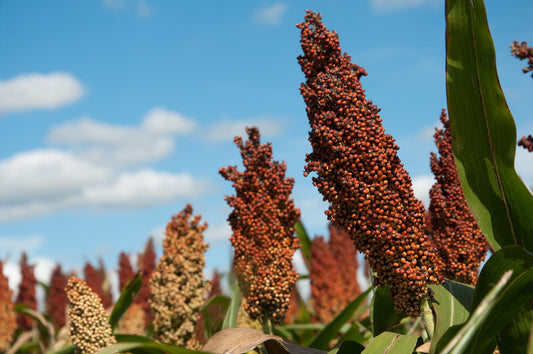 Grain sorghum seeds from Thunder Acres with red-brown seed heads on stalks under a blue sky on Tampa Home & Garden Store