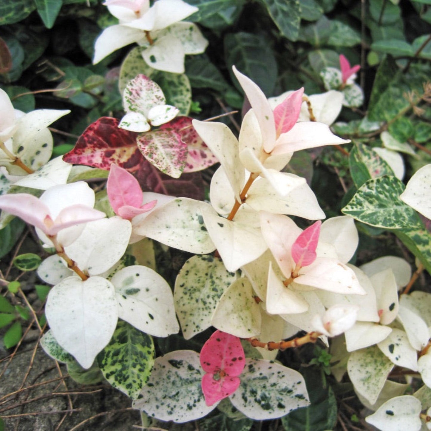 Snow-N-Summer Asiatic Jasmine plant with variegated white pink and green leaves Live Good Logistics on Tampa Home & Garden Store