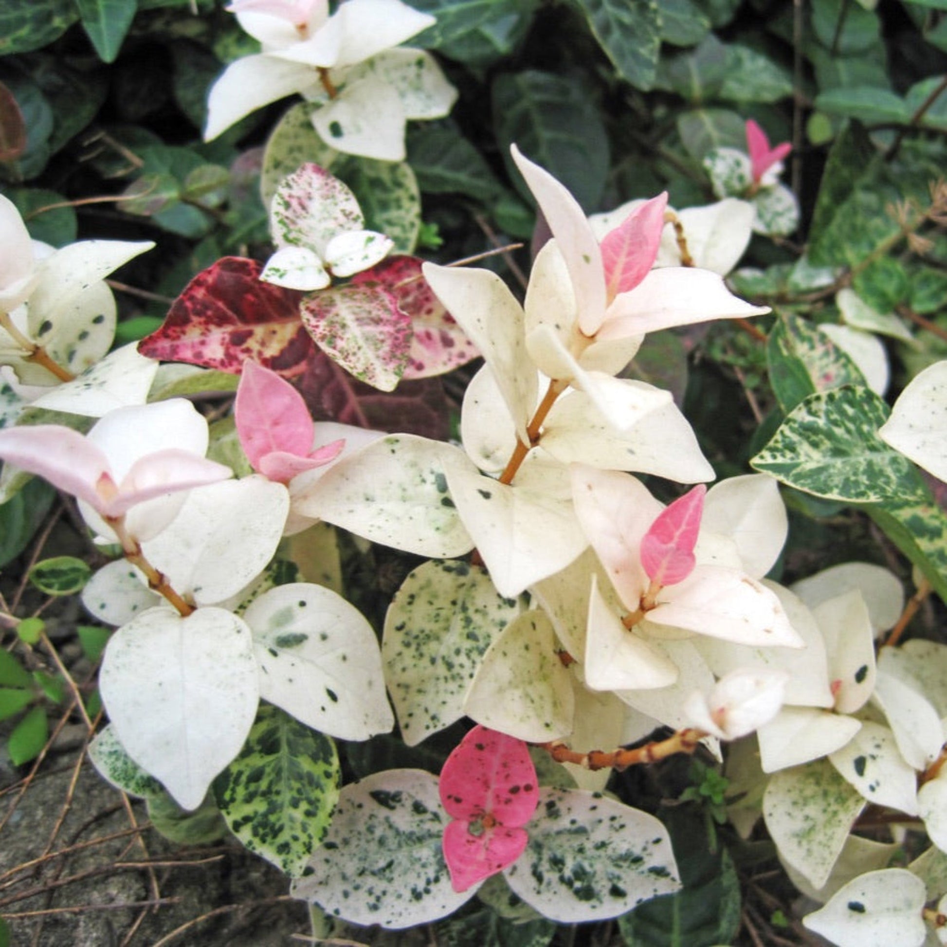 Snow-N-Summer Asiatic Jasmine plant with variegated white pink and green leaves Live Good Logistics on Tampa Home & Garden Store