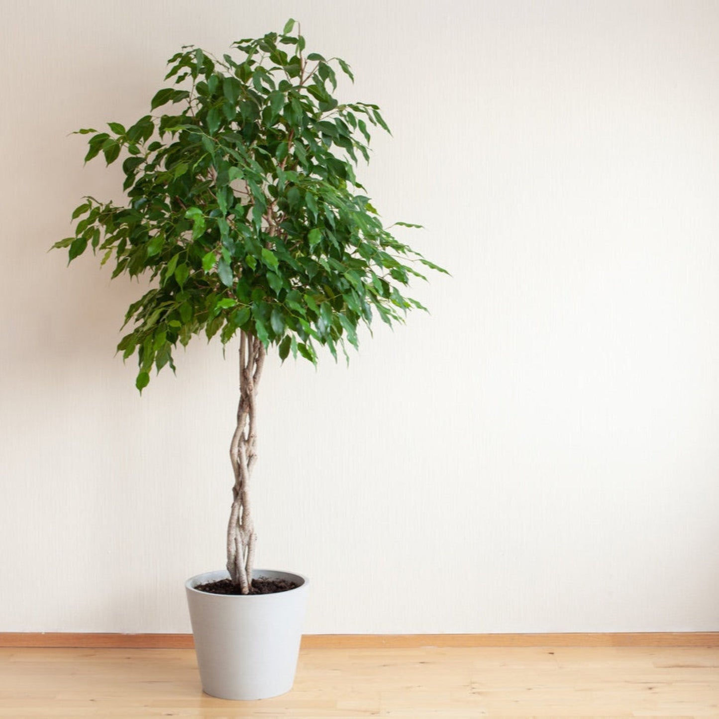 Braided Benjamina Ficus plant with braided trunk and leaves in white pot by Live Good Logistics on Tampa Home & Garden Store