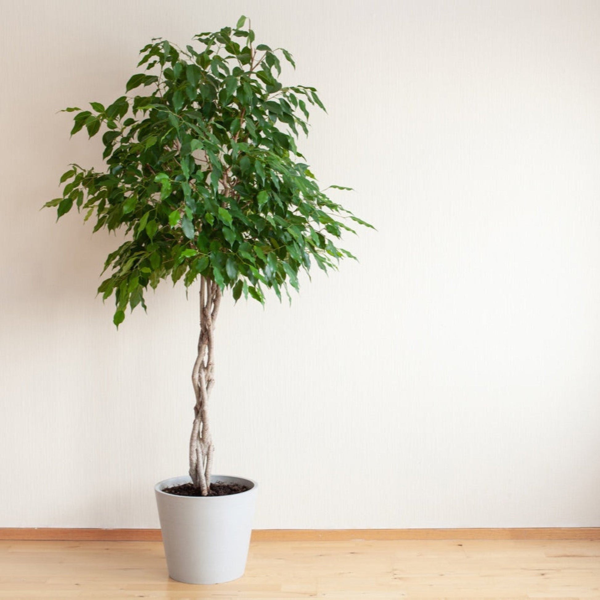Braided Benjamina Ficus plant with braided trunk and leaves in white pot by Live Good Logistics on Tampa Home & Garden Store