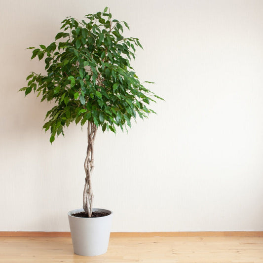 Braided Benjamina Ficus plant with braided trunk and leaves in white pot by Live Good Logistics on Tampa Home & Garden Store