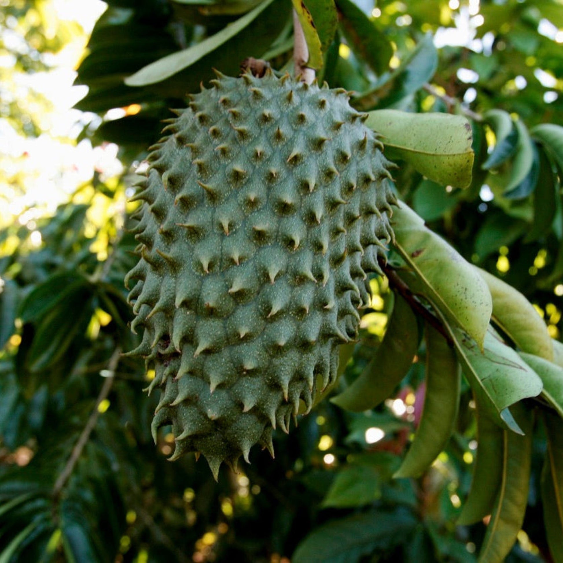 Soursop plant with spiky green fruit and broad leaves, Live Good Logistics on Tampa Home & Garden Store