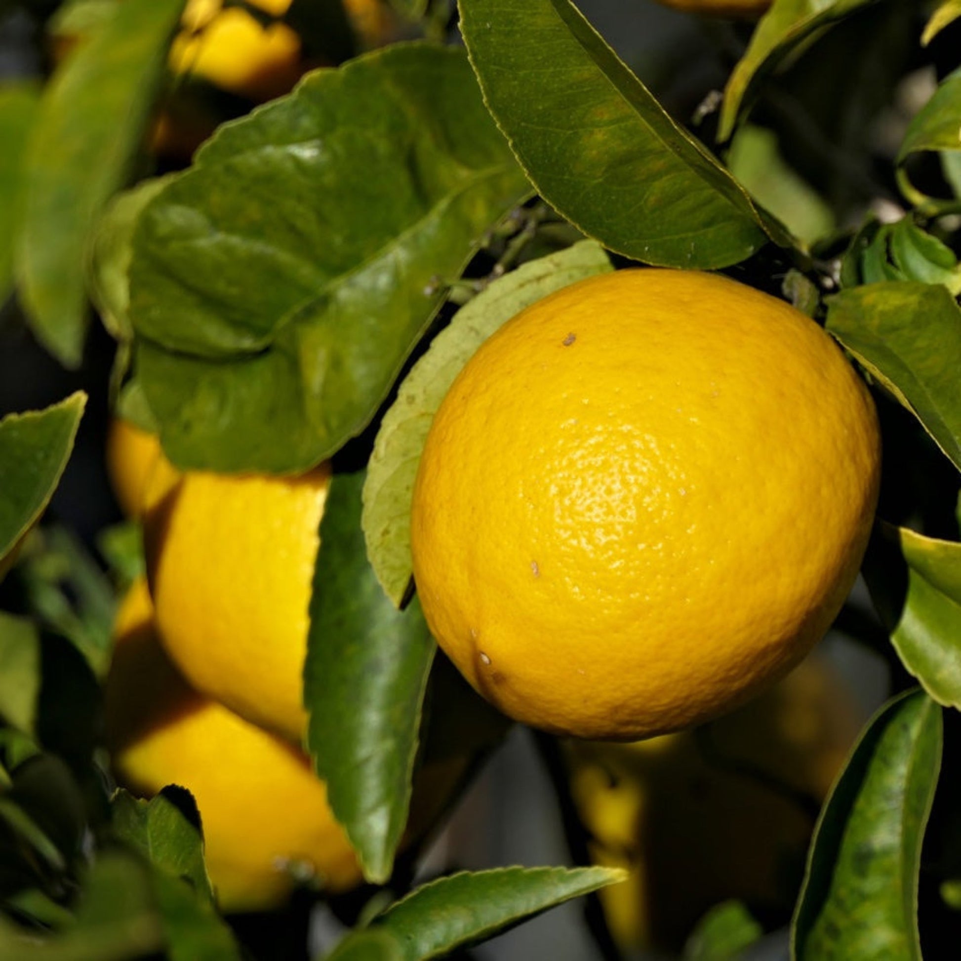 New Zealand Lemonade Tree plant with yellow lemons and glossy leaves by Live Good Logistics on Tampa Home & Garden Store