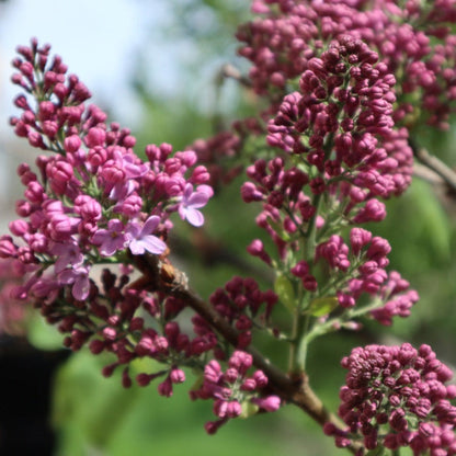 Crimson Doll Lilac Tree pink-purple blossoms, indoor/outdoor plant Live Good Logistics on Tampa Home & Garden Store