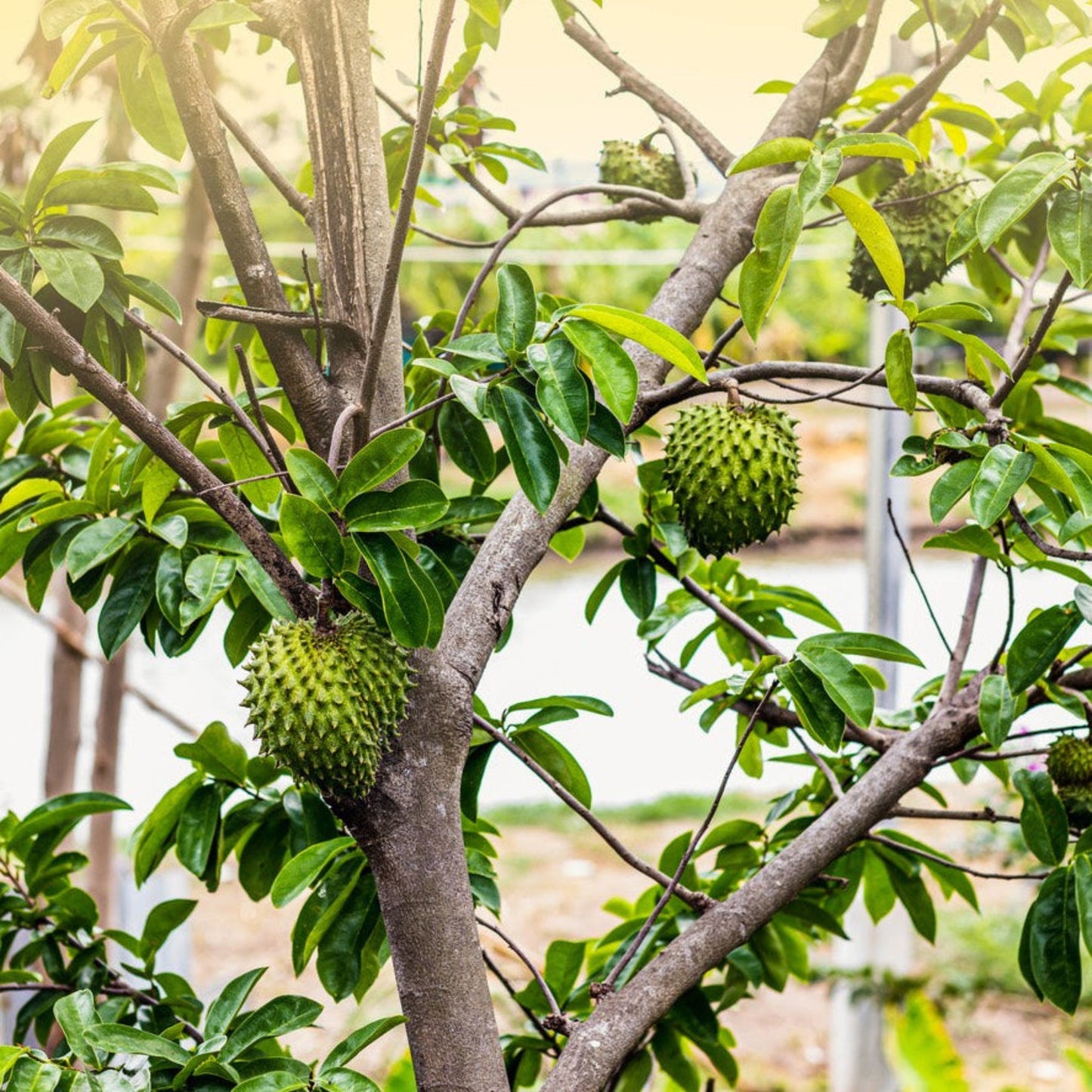 Soursop plant with glossy leaves and spiky fruit on tree by Live Good Logistics on Tampa Home & Garden Store