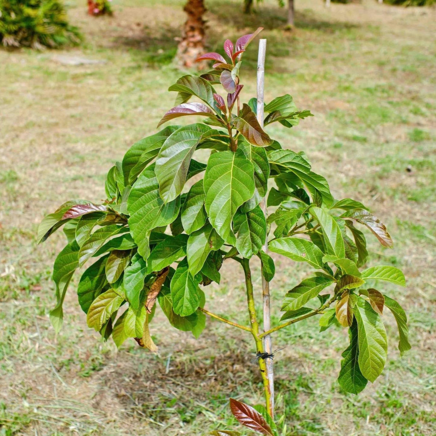Cold Hardy Avocado Tree plant with green leaves and red-tinged growth Live Good Logistics on Tampa Home & Garden Store