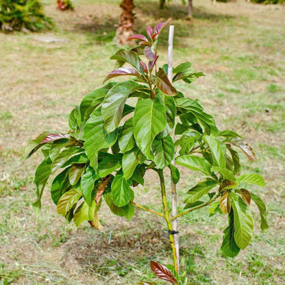 Cold Hardy Avocado Tree plant with green leaves and red-tinged growth Live Good Logistics on Tampa Home & Garden Store