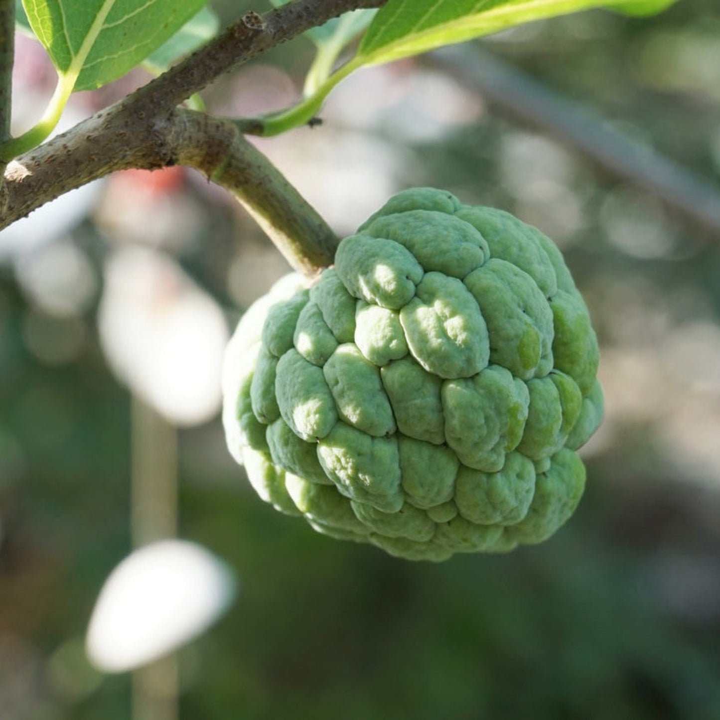 Sugar Apple Tree fruit close-up on green branch, bumpy green skin Live Good Logistics on Tampa Home & Garden Store