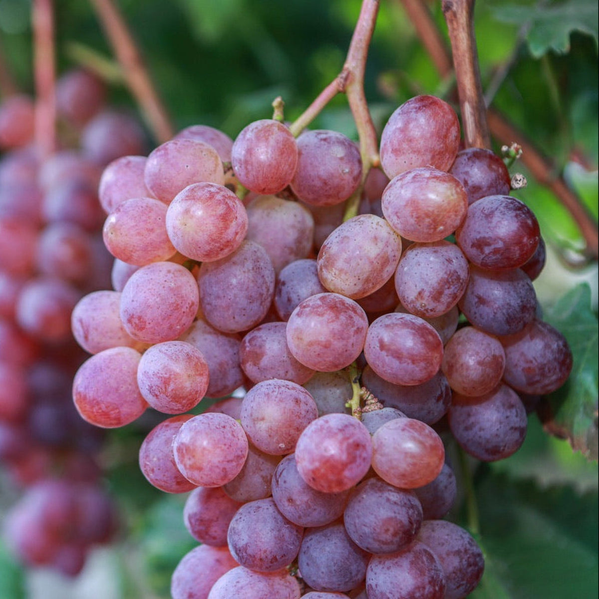 Reliance Pink Seedless Grape plant pink grape clusters Live Good Logistics Indoor Plants on Tampa Home & Garden Store