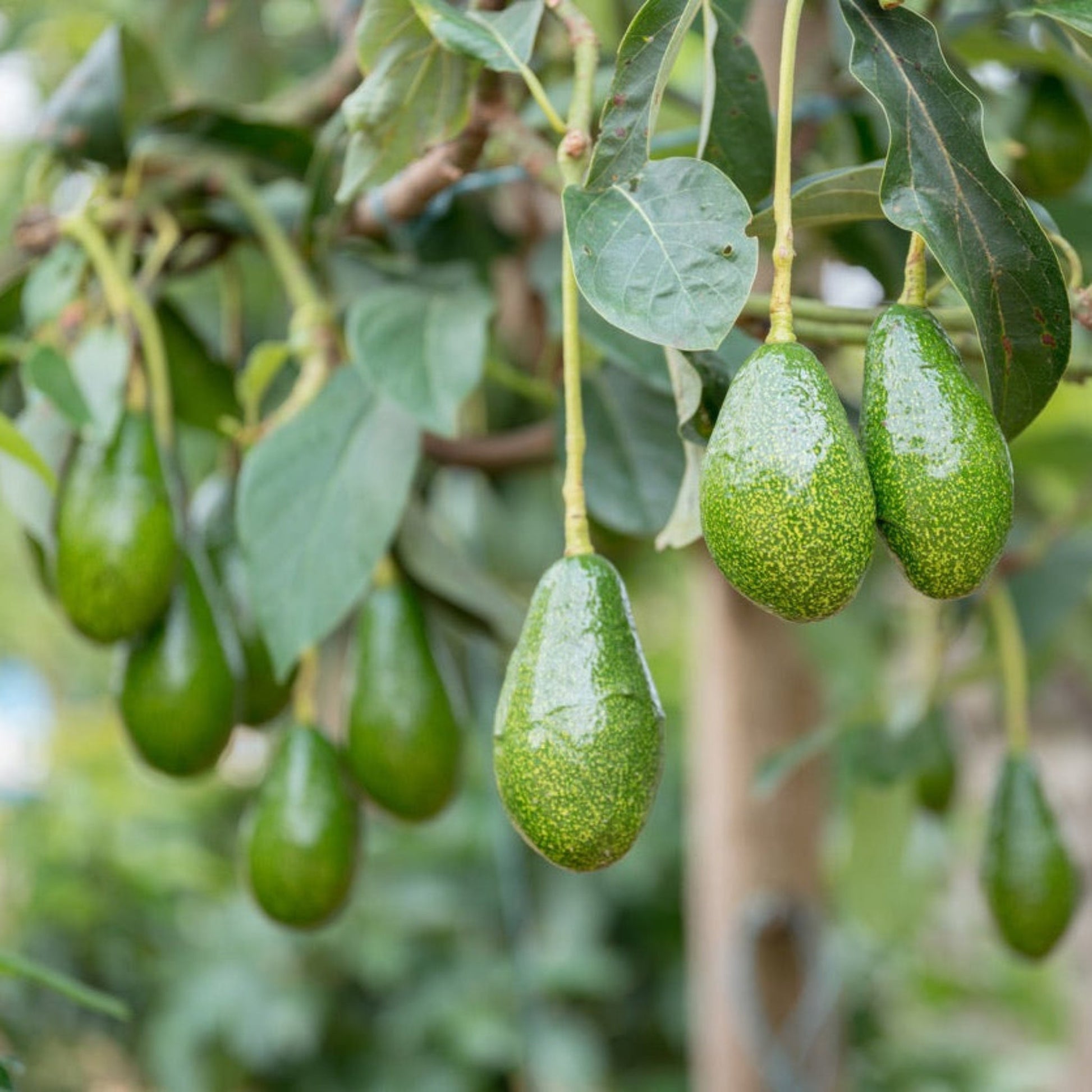Pancho Cold Hardy Avocado plant with hanging green avocados and leaves on Tampa Home & Garden Store