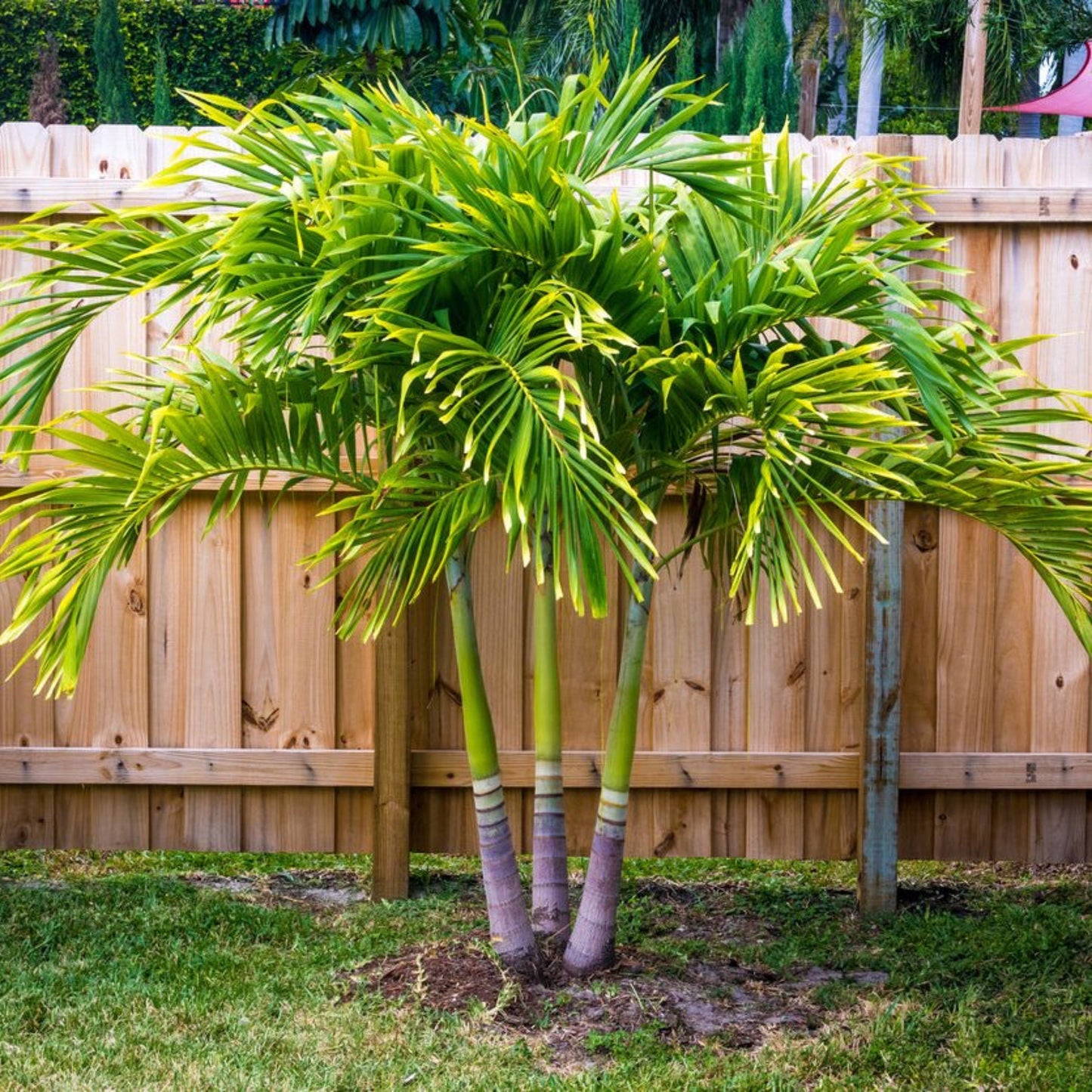 Spindle palm tree plant with three trunks and dense bright-green fronds on Tampa Home & Garden Store