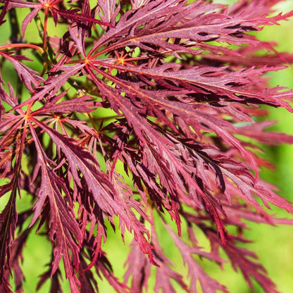 Inaba Shidare Japanese Maple plant with vivid red feathery leaves on Tampa Home & Garden Store