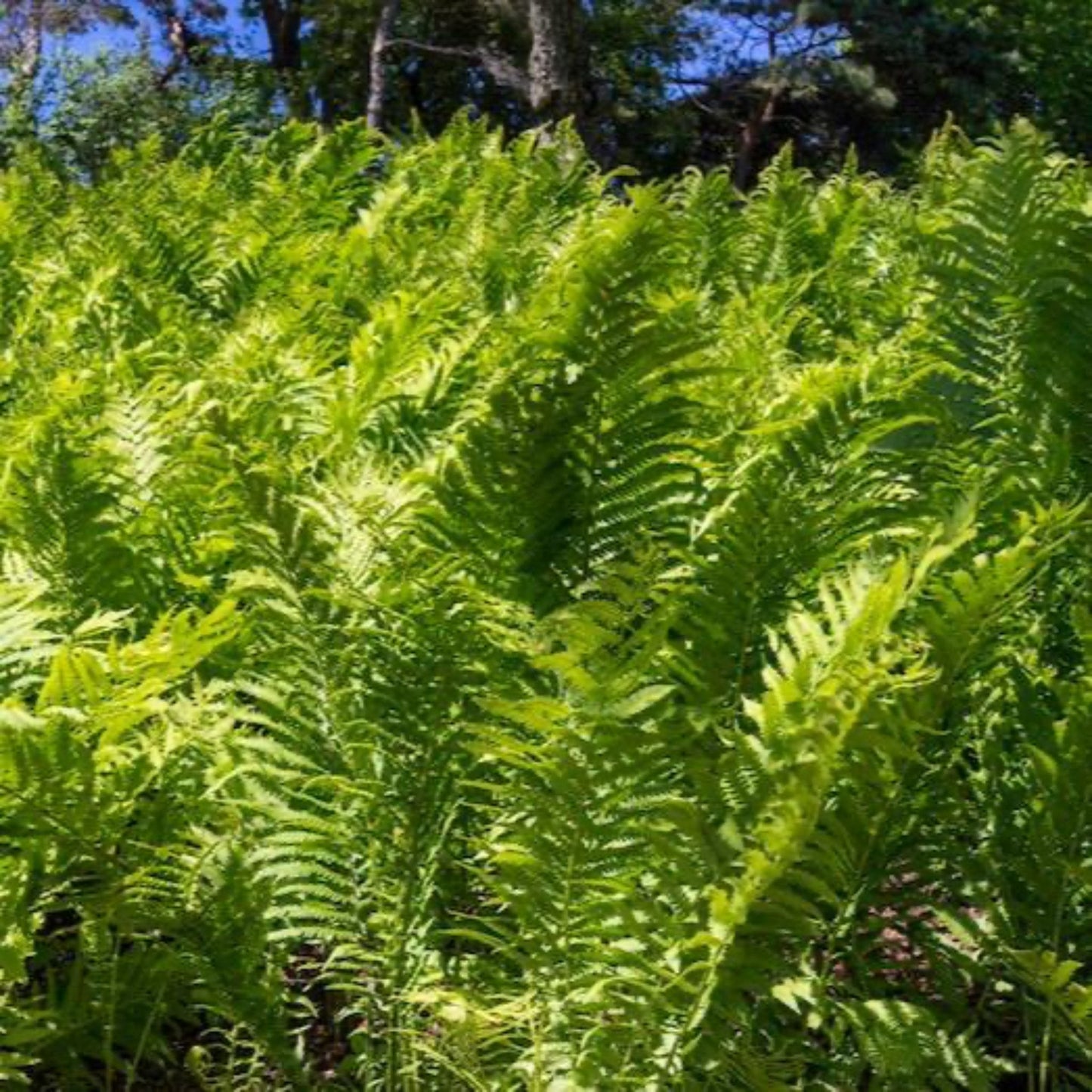 Ostrich Fern plant with lush bright-green fronds in dense outdoor bed on Tampa Home & Garden Store