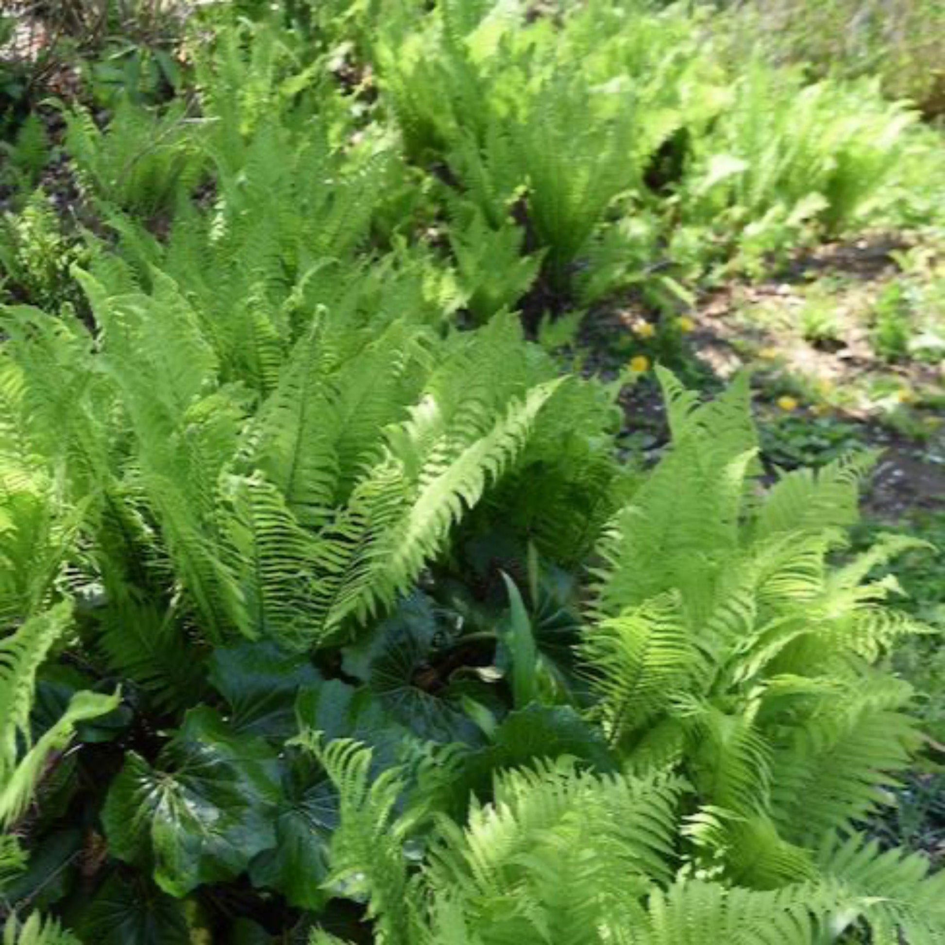 Ostrich Fern plant with bright green arching fronds by Live Good Logistics on Tampa Home & Garden Store