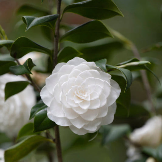 Sea Foam Camellia plant with white double blooms and glossy green leaves by Live Good Logistics on Tampa Home & Garden Store