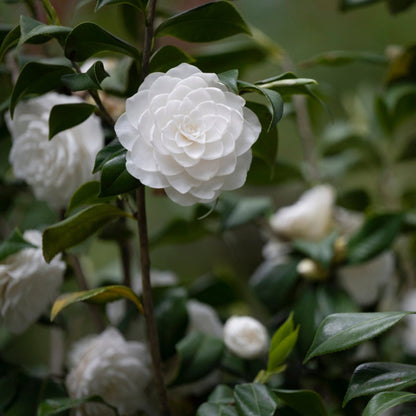 Sea Foam Camellia plant with white bloom and glossy green leaves by Live Good Logistics on Tampa Home & Garden Store