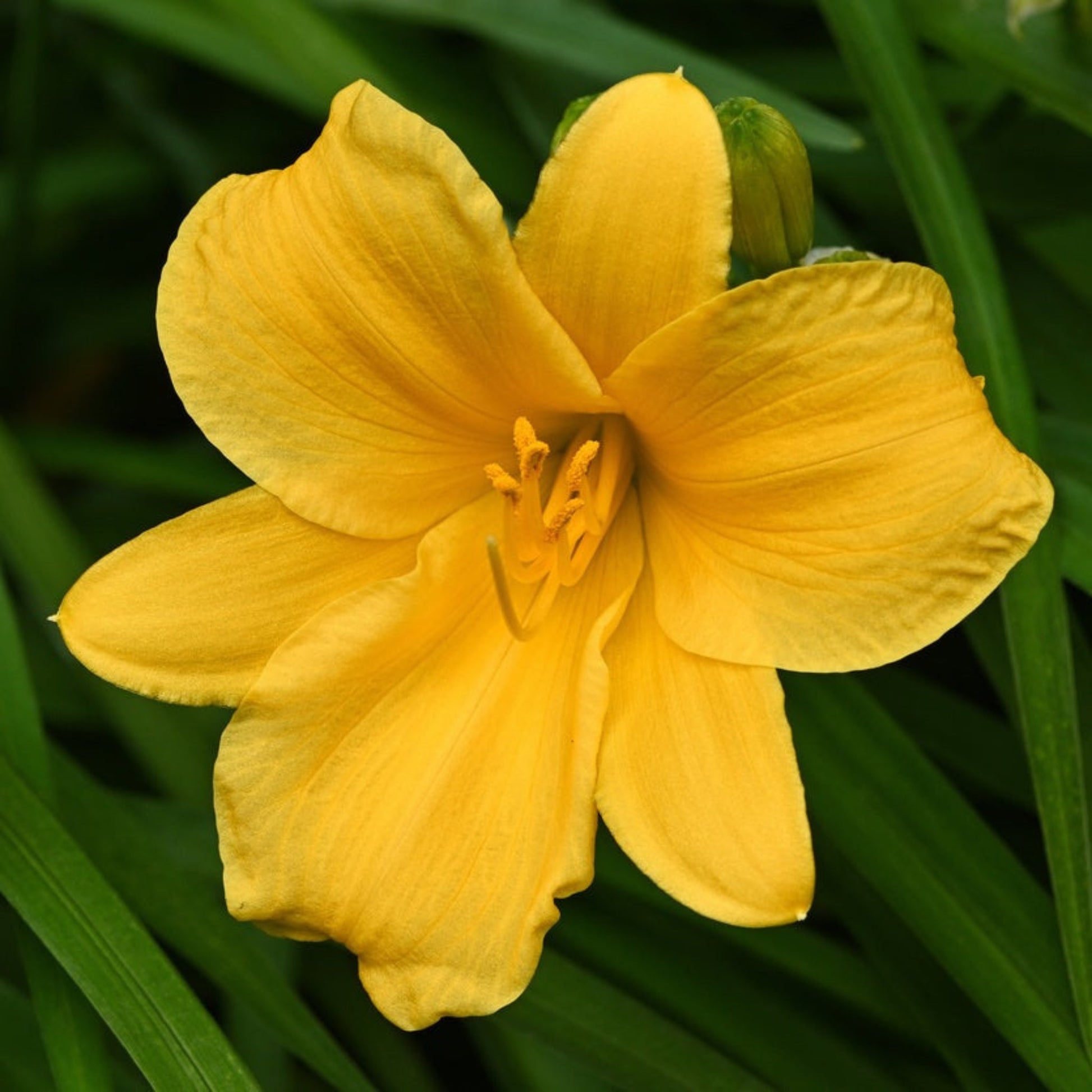 Stella de Oro Daylily plant with bright yellow bloom and green foliage on Tampa Home & Garden Store