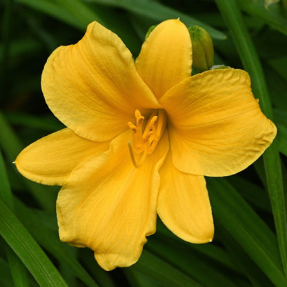 Stella de Oro Daylily plant with bright yellow bloom and green foliage on Tampa Home & Garden Store