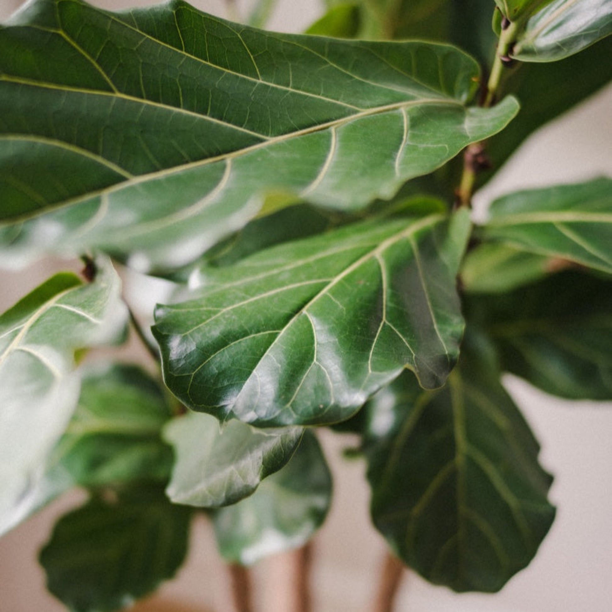 Fiddle leaf fig tree plant close-up of dark green leaves with light veins on Tampa Home & Garden Store