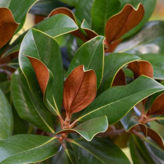 Teddy Bear Southern Magnolia plant with green leaves and yellow-edged margins on Tampa Home & Garden Store