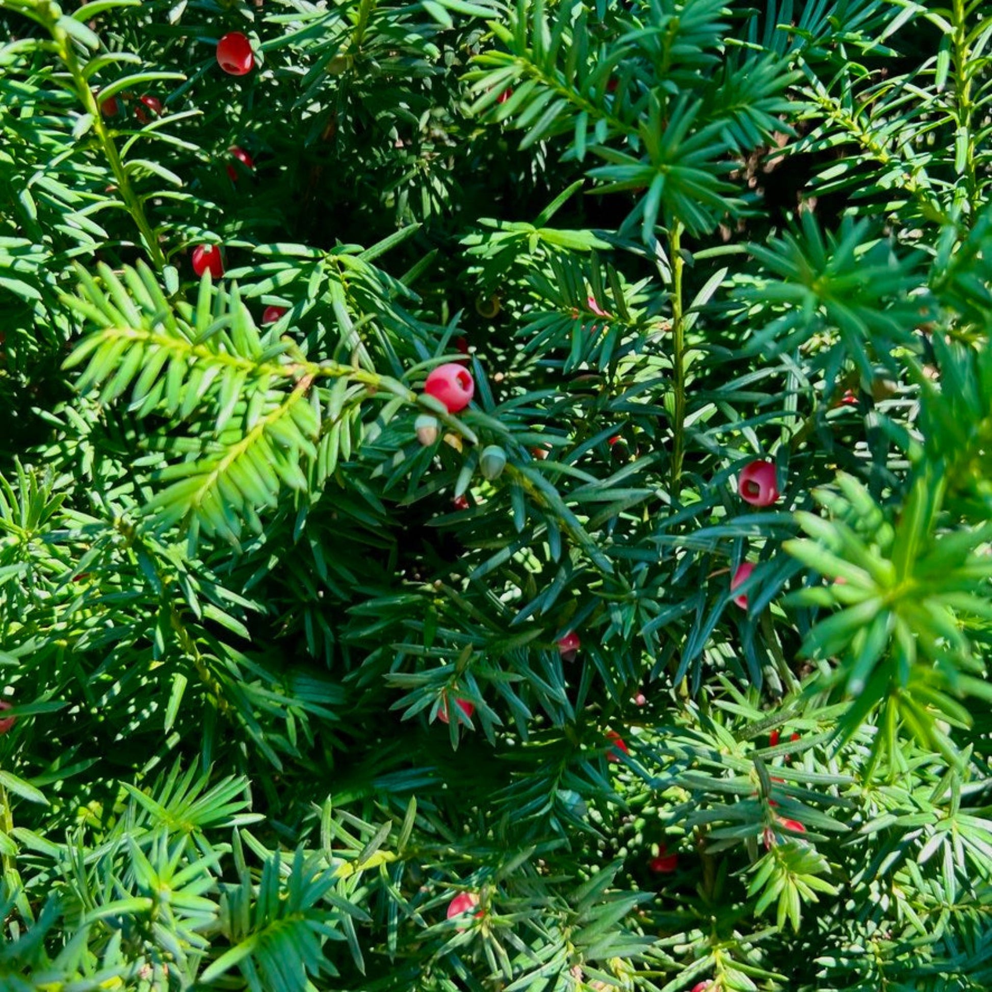 Hicks Yew plant with dense evergreen needle leaves and red berries Live Good Logistics on Tampa Home & Garden Store
