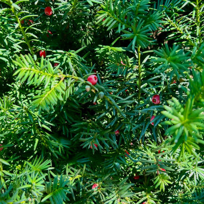 Hicks Yew plant with dense evergreen needle leaves and red berries Live Good Logistics on Tampa Home & Garden Store