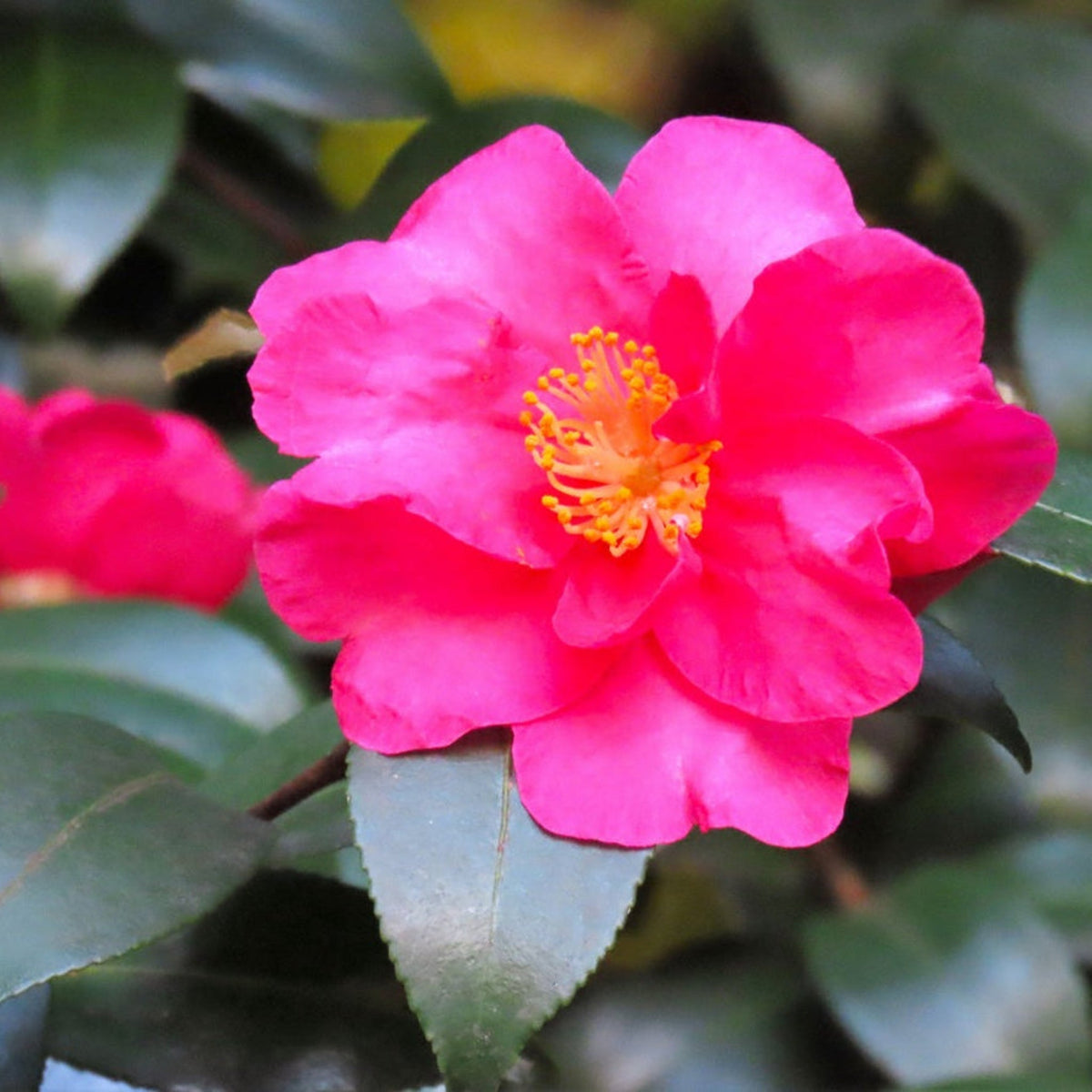 Shishi Gashira Camellia plant with vibrant pink bloom and yellow stamens, green leaves on Tampa Home & Garden Store