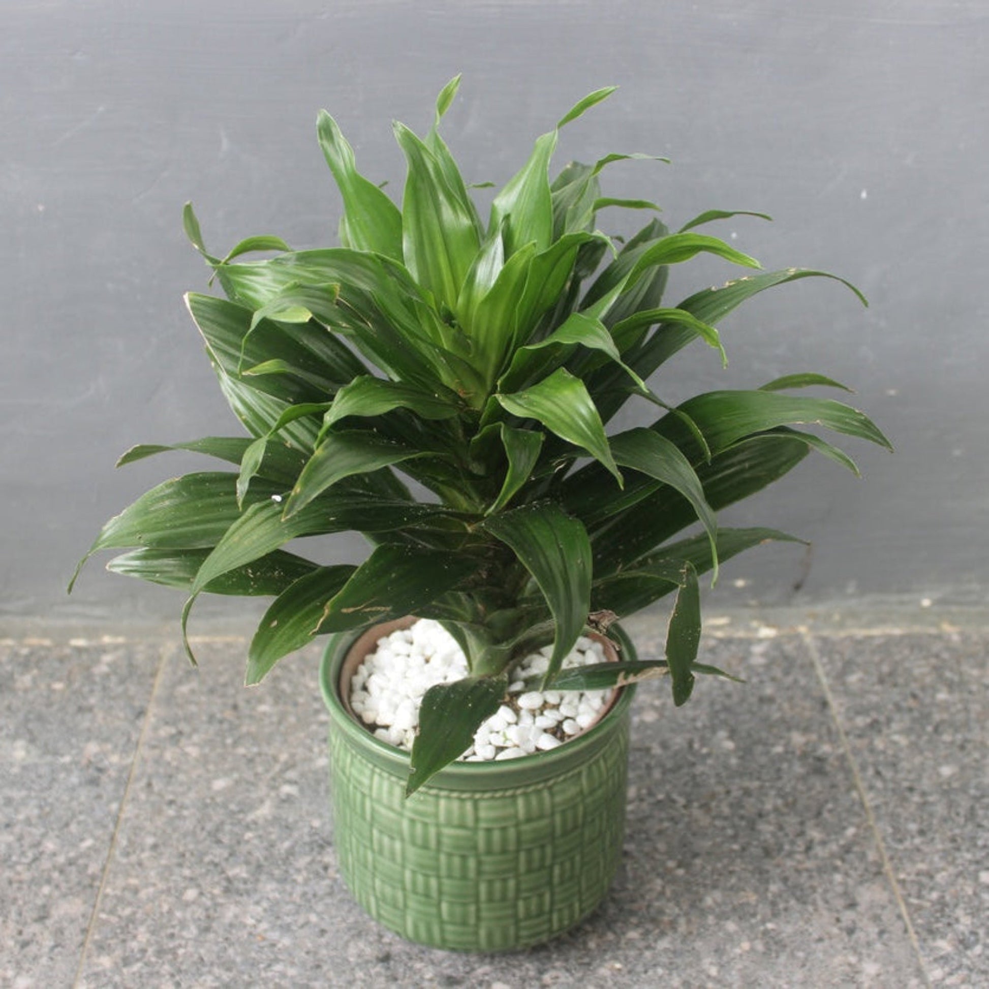 Janet Craig Dracaena plant with green leaves in a green pot and white rocks on Tampa Home & Garden Store