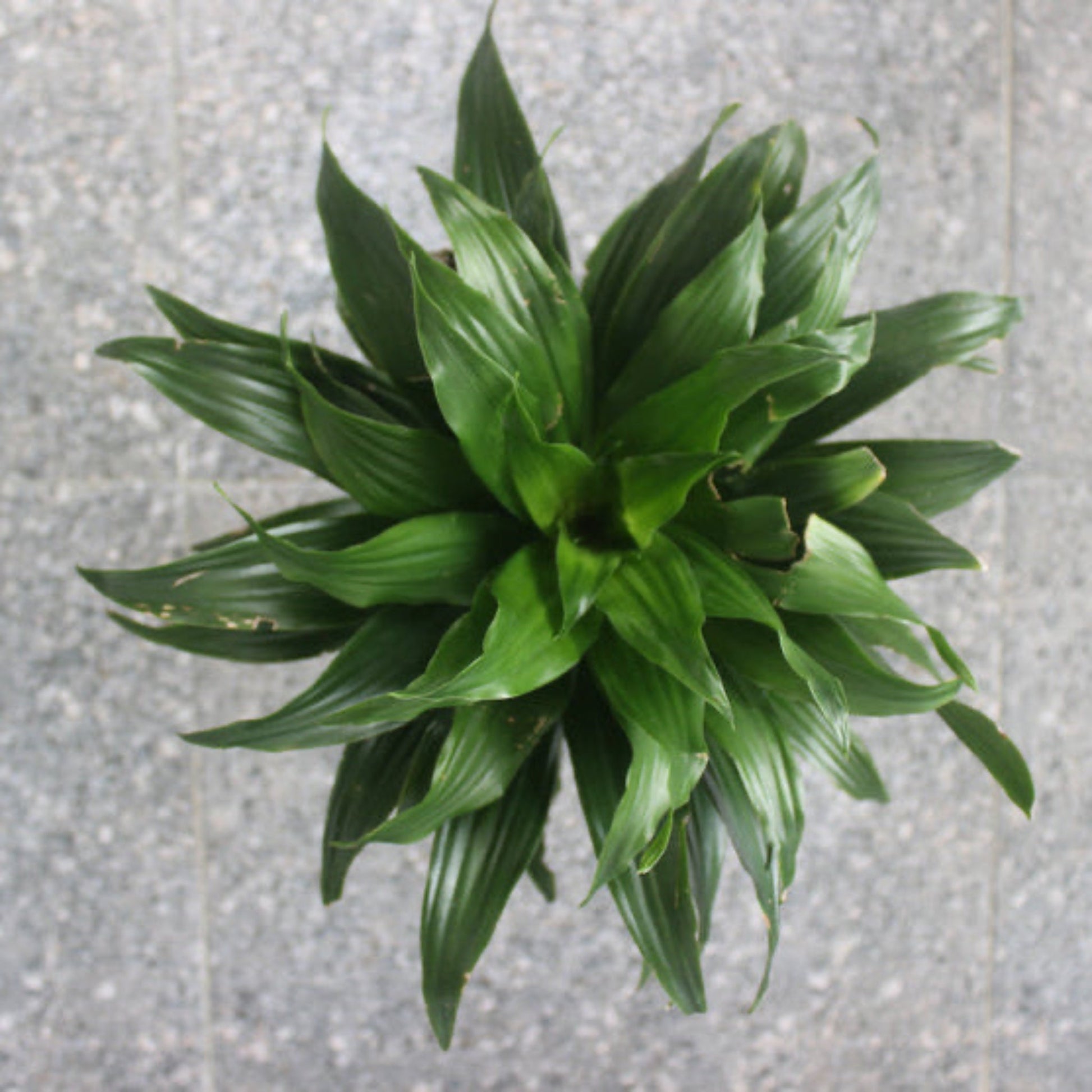 Janet Craig Dracaena plant, dark green leaves, indoor houseplant by Live Good Logistics on Tampa Home & Garden Store